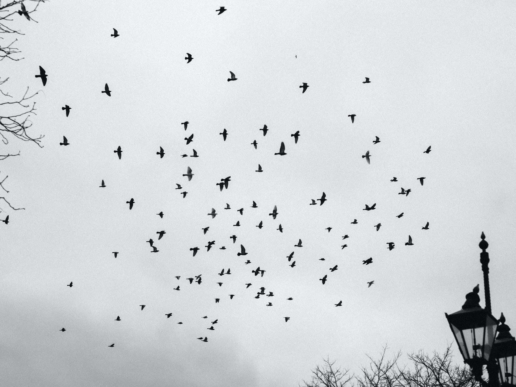 grayscale photography of flying birds
